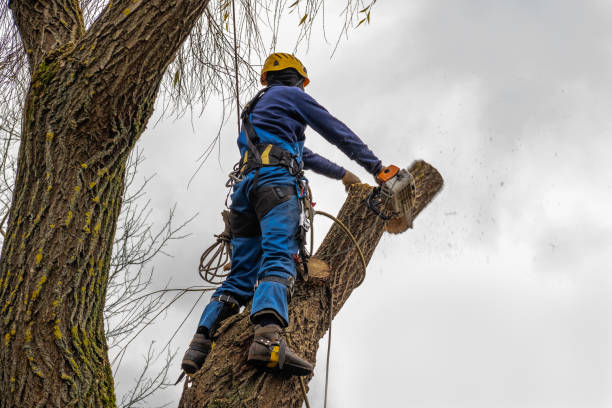 Tree Branch Trimming in Florida Gulf Coast University, FL